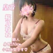 ヒメ日記 2026/03/15 12:19 投稿 桜乃ねね コウテイ
