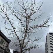 ヒメ日記 2026/04/28 09:53 投稿 一ノ瀬りこ お姉さんLABO -艶-
