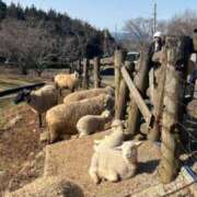 みう しゅきーーーんしてます‼️🫶 大阪ぽっちゃりマニア 谷九店