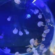 ヒメ日記 2026/02/20 16:01 投稿 あいな☆明日初登校 JKサークル