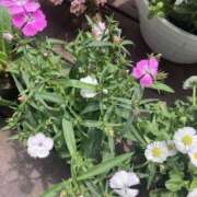 ヒメ日記 2026/04/06 12:02 投稿 なつき Hip's千葉駅前店