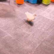 ヒメ日記 2026/03/26 18:25 投稿 ねね 神田エマニエル