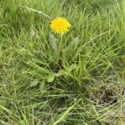 影山ゆうか 春だね クラブレア南大阪