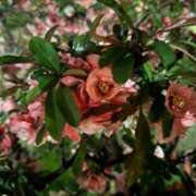 りんな 出勤予定✍️ 黄金の口 本店