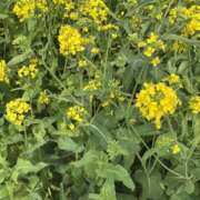 ヒメ日記 2026/04/14 19:41 投稿 じゅり「人妻」 奥様アテンド小山店