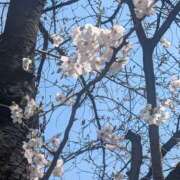 ヒメ日記 2026/03/27 11:34 投稿 せいか 東京人妻セレブリティ（ユメオト）