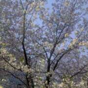 ヒメ日記 2026/04/04 12:10 投稿 せいか 東京人妻セレブリティ（ユメオト）