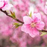 ヒメ日記 2026/03/03 18:27 投稿 かおる 完熟ばなな神戸・三宮店