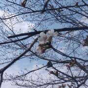 ヒメ日記 2026/03/23 13:02 投稿 天海【あまみ】 人妻日和(久喜)