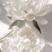 ヒメ日記 2026/03/24 12:29 投稿 沖田 きき ホットアロマ