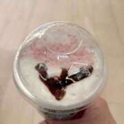 ヒメ日記 2026/02/23 17:22 投稿 とわこ 梅田アバンチュール