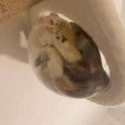 ヒメ日記 2026/03/05 06:00 投稿 ゆき 激安ドットコム