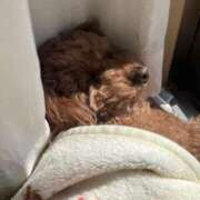 ヒメ日記 2026/03/16 07:49 投稿 かえで☆男性経験激少の甘味♡ 妹系イメージSOAP萌えフードル学園 大宮本校