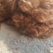 ヒメ日記 2026/03/30 10:20 投稿 かえで☆男性経験激少の甘味♡ 妹系イメージSOAP萌えフードル学園 大宮本校