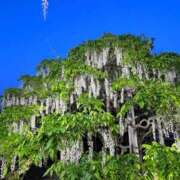 かえで☆男性経験激少の甘味♡ ☀️ 妹系イメージSOAP萌えフードル学園 大宮本校