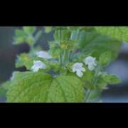 ヒメ日記 2026/05/18 23:03 投稿 かえで☆男性経験激少の甘味♡ 妹系イメージSOAP萌えフードル学園 大宮本校