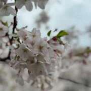 ヒメ日記 2026/04/06 23:41 投稿 かぐや 厚木人妻城