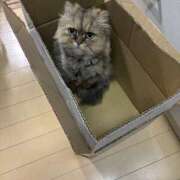 もえ 出勤してます😌 桜フェアリーテイル