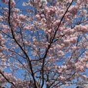 ヒメ日記 2026/03/29 17:06 投稿 せりな 丸妻 新横浜店