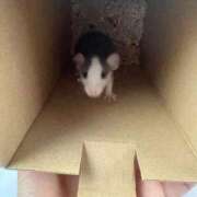 ヒメ日記 2026/06/09 21:16 投稿 みいな 笑顔に心癒される！ ウエスト・コム