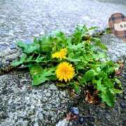 ヒメ日記 2026/04/14 09:34 投稿 もえ 錦糸町人妻セレブリティ（ユメオト）