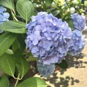 ヒメ日記 2026/07/23 15:15 投稿 もえ 錦糸町人妻セレブリティ（ユメオト）