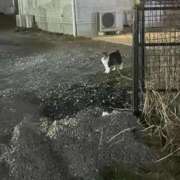 あまね 出勤❣️ ぽちゃラブ専門店♡マシュマロ(高崎)