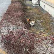 あまね こんにちはー！ ぽちゃラブ専門店♡マシュマロ(高崎)