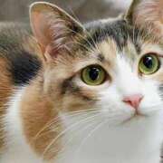 ほのか にゃー ワンダーホール24