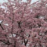 ヒメ日記 2026/03/01 08:36 投稿 原田早智 五十路マダム宇都宮店(カサブランカグループ)