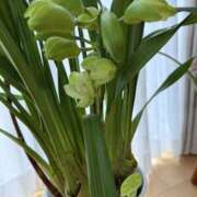 ヒメ日記 2026/03/03 13:00 投稿 原田早智 五十路マダム宇都宮店(カサブランカグループ)