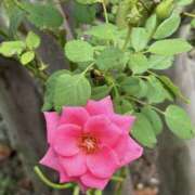 ヒメ日記 2026/03/05 07:18 投稿 原田早智 五十路マダム宇都宮店(カサブランカグループ)