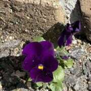 ヒメ日記 2026/03/07 14:50 投稿 原田早智 五十路マダム宇都宮店(カサブランカグループ)