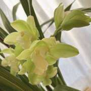 ヒメ日記 2026/03/08 08:08 投稿 原田早智 五十路マダム宇都宮店(カサブランカグループ)