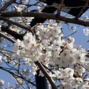 ヒメ日記 2026/03/17 07:36 投稿 原田早智 五十路マダム宇都宮店(カサブランカグループ)