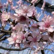 ヒメ日記 2026/03/19 07:02 投稿 原田早智 五十路マダム宇都宮店(カサブランカグループ)