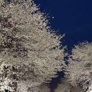 ヒメ日記 2026/03/25 07:26 投稿 原田早智 五十路マダム宇都宮店(カサブランカグループ)