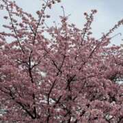 ヒメ日記 2026/03/26 07:58 投稿 原田早智 五十路マダム宇都宮店(カサブランカグループ)