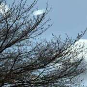 ヒメ日記 2026/03/27 10:44 投稿 原田早智 五十路マダム宇都宮店(カサブランカグループ)