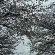 ヒメ日記 2026/03/28 10:46 投稿 原田早智 五十路マダム宇都宮店(カサブランカグループ)