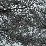 ヒメ日記 2026/03/29 08:08 投稿 原田早智 五十路マダム宇都宮店(カサブランカグループ)