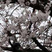 ヒメ日記 2026/03/30 10:54 投稿 原田早智 五十路マダム宇都宮店(カサブランカグループ)