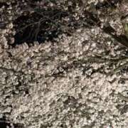 ヒメ日記 2026/03/30 22:34 投稿 原田早智 五十路マダム宇都宮店(カサブランカグループ)