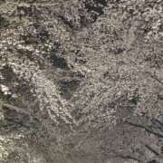 ヒメ日記 2026/04/01 21:38 投稿 原田早智 五十路マダム宇都宮店(カサブランカグループ)