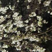 ヒメ日記 2026/04/04 07:46 投稿 原田早智 五十路マダム宇都宮店(カサブランカグループ)