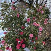 ヒメ日記 2026/04/05 08:04 投稿 原田早智 五十路マダム宇都宮店(カサブランカグループ)