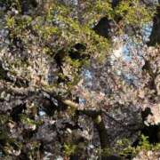 ヒメ日記 2026/04/08 07:42 投稿 原田早智 五十路マダム宇都宮店(カサブランカグループ)