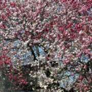 ヒメ日記 2026/04/13 10:36 投稿 原田早智 五十路マダム宇都宮店(カサブランカグループ)