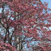 ヒメ日記 2026/04/20 18:12 投稿 原田早智 五十路マダム宇都宮店(カサブランカグループ)