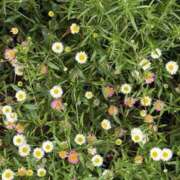ヒメ日記 2026/05/12 08:00 投稿 原田早智 五十路マダム宇都宮店(カサブランカグループ)